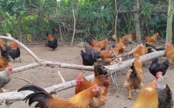 农村养鸡选什么品种最合适？