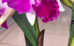 哪些卡特兰品种好养又省心？