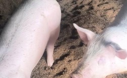 发酵床养猪技术视频，如何操作才高效？