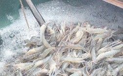 淡水虾视频养殖技术如何高效掌握？