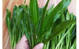 云南大香菜怎么种才能高产？