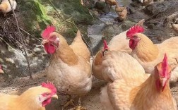 什么品种的鸡擅长赛跑？