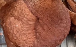 最重的肉鸽品种是什么？