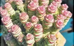 多肉植物钱串的品种