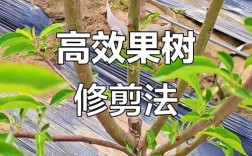 夏季修剪平果，何时剪、怎么剪？