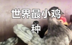 除了矮脚马鸡、袖珍鸡，还有哪些体型超小的鸡品种适合家庭饲养？