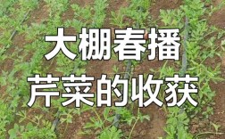 芹菜大棚新技术，如何提产又提质？