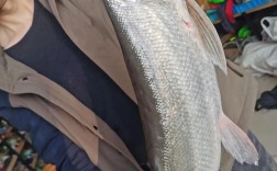 大白鱼价格2025年