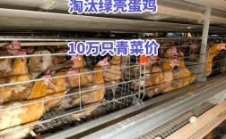 河南今日淘汰蛋鸡价格行情如何？具体多少钱一斤？