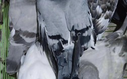 鸽蛋2025今日价格