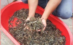 淡水青虾养殖技术视频，新手能学会吗？