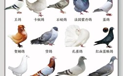 哪种鸽子繁殖速度最快？