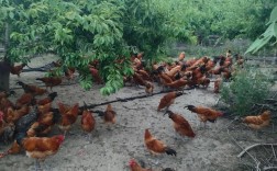 林下养鸡关键技术有哪些？