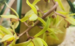 惠兰名贵品种有哪些？