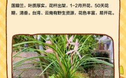 哪些兰花品种属于一季开花？