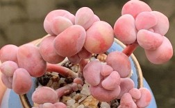 桃之卵是杂交品种？有何独特之处？