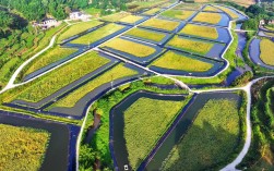 稻田龙虾秋季育苗技术