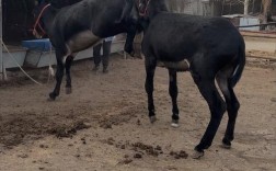 肉驴什么品种出栏快