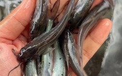 2025年叉尾鱼苗价格会涨还是跌？