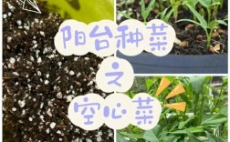 种植菜心怎样种植技术