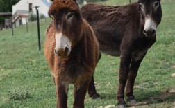 养驴哪个品种最赚钱？