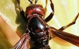 这是什么品种的马蜂？