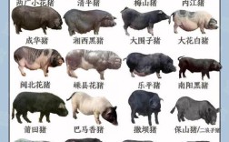 散养土猪哪个品种更优？