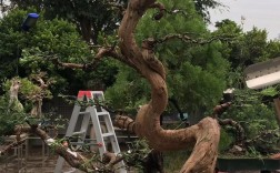 盆景树桩裸根栽培如何提高成活率？