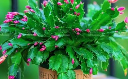 进口蟹爪兰品种图片，哪些值得选？