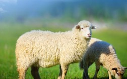 乳用绵羊有什么品种