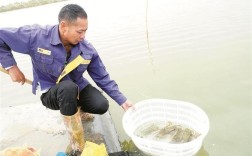 笼养青蟹视频，技术要点有哪些？