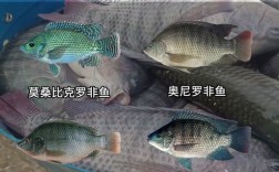 罗非鱼哪个品种最优？养殖效益怎么选？