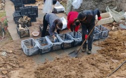 天麻高产技术视频，如何种出高产天麻？