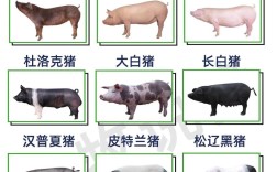 当前养猪品种哪个效益最佳？