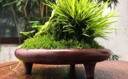 新手养菖蒲，哪种品种最合适？