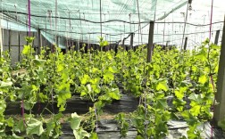 春季大棚甜瓜怎么种才能高产？