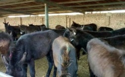 山东嘉祥县毛驴价格现在怎么样？