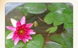 睡莲盆栽怎么种？关键技术是什么？