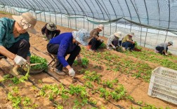 视频大棚芹菜栽培技术有哪些关键点？