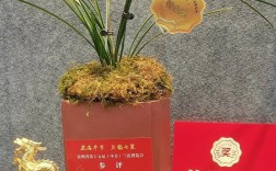 贵州最贵兰花品种究竟值多少？