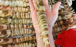 大水养殖斑节对虾技术难点有哪些？