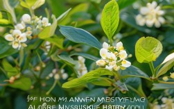 金银花栽植技术，金银花栽植技术要点
