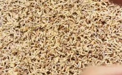 无菌蝇蛆养殖技术视频怎么学？