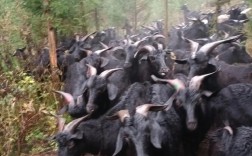 如何科学防治放养黑山羊疾病？