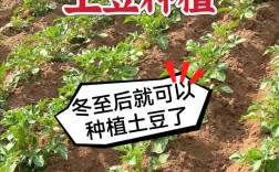 北方大棚土豆种植技术有哪些关键要点？