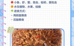 青蛙养殖技术要点有哪些？