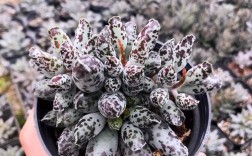 海豹水泡多肉有哪些常见品种？