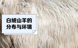 东北羊品种有哪些？看图识羊全在这！