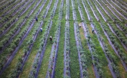 蓝莓种植技术视频北方