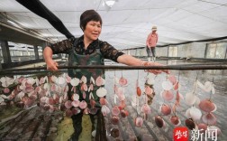 江苏主要紫菜养殖品种有哪些？